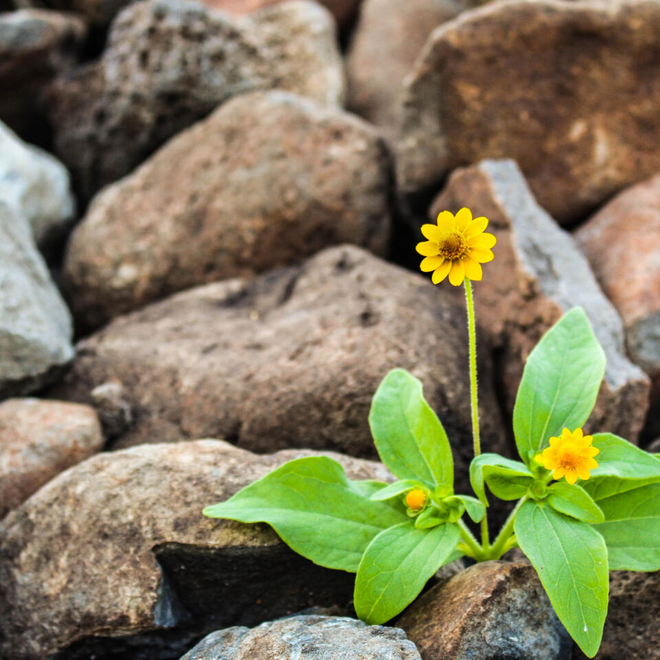 Flower growing out of rocks